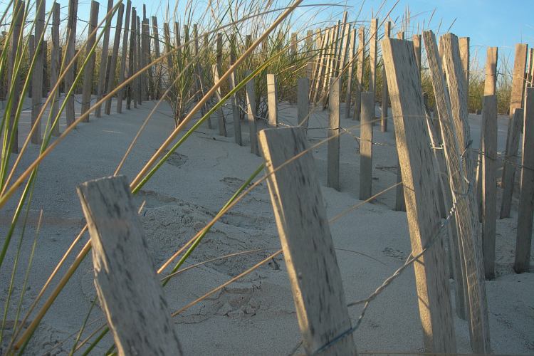 Sand Dunes at Fire Island