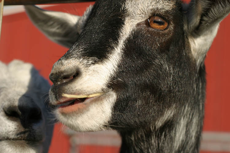 Goat at a Diary Farm in Western Mass