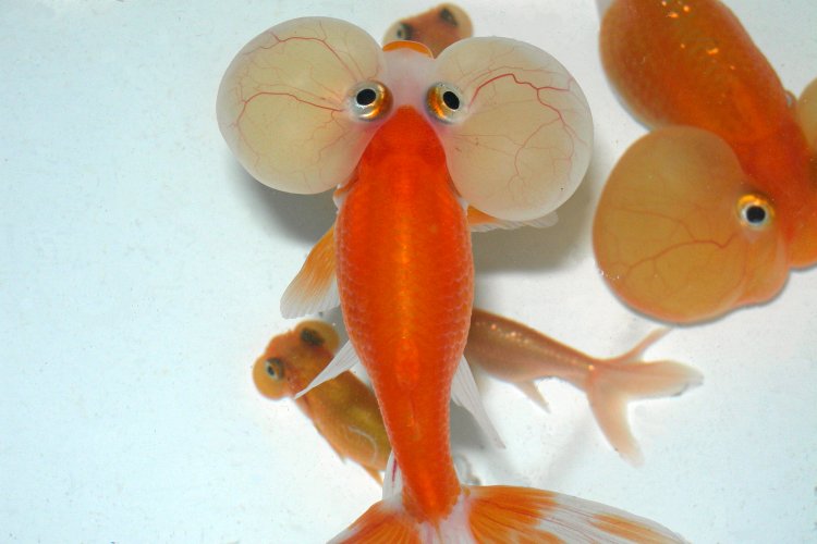 Puffy Eyed Goldfish