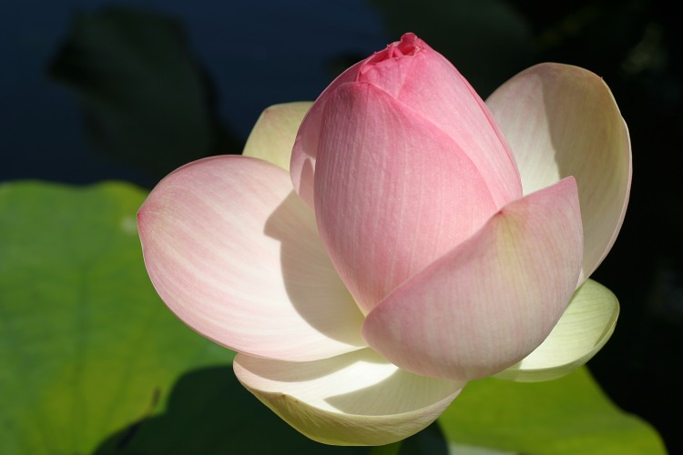 Pink Lotus at the Brooklyn Botanical Garden