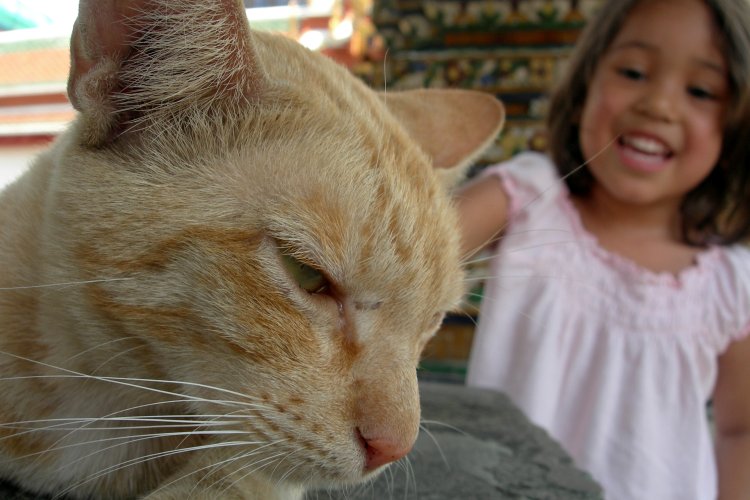 Wat Po Cat and Kid