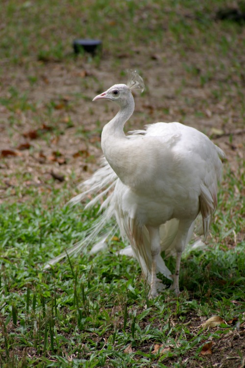 A white (albino?) peacock 2011